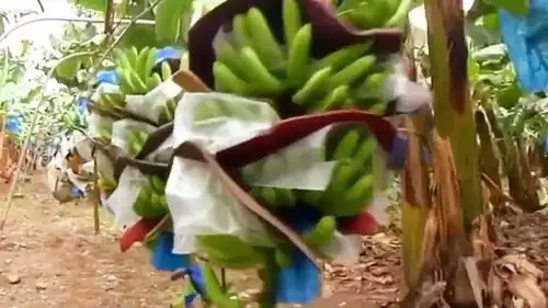 你们说拉香蕉的是骡子还是驴,我看了半天没看出来,这也太瘦弱了
