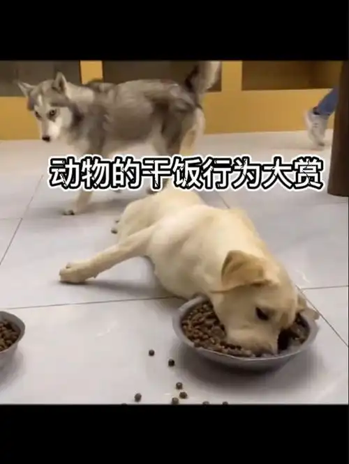看把孩子饿的,得有三分钟没进食了吧沙雕搞笑宠物干饭
