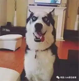 秃顶的二哈哈哈哈哈,我们二哈的整体颜值都被你们拉低了
