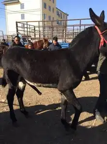 5招提高母驴配种率,种公驴同样很关键
