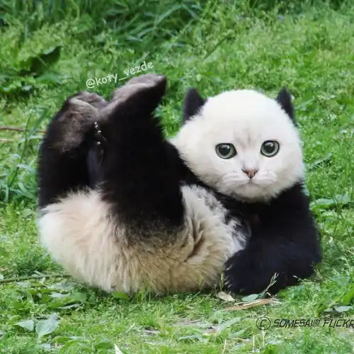 这个账号把猫ps成搞笑的动物
