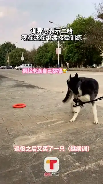 近日云南临沧,当哈士奇当上警犬,训导员训练失败只能搞宣传