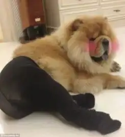 狗狗性感丝袜照走红网络