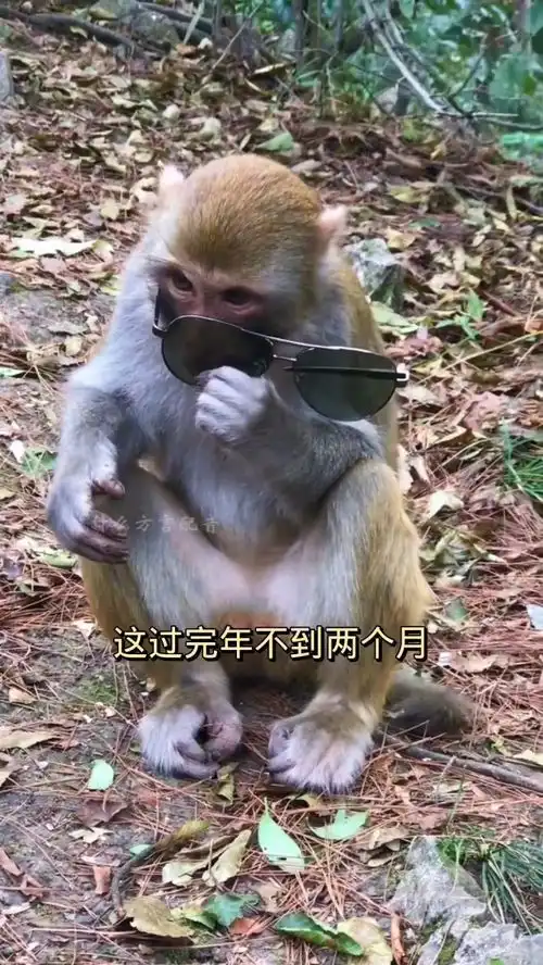 这个适合我的气质搞笑搞笑配音猴子
