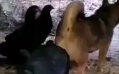 妈妈懒床怎么办
