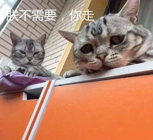 猫咪寿命只有十年,如何照顾年老猫咪

