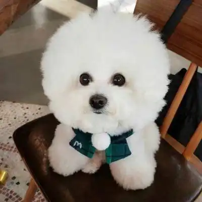 逗比狗狗图片大全狗狗搞笑头像图片大全
