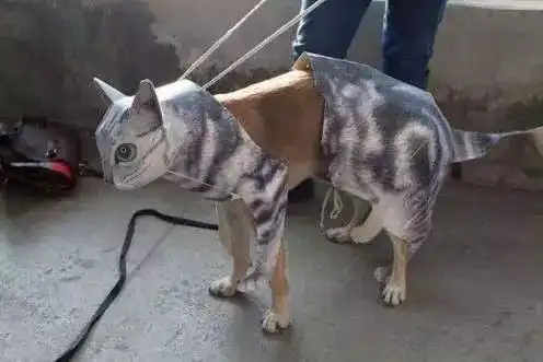 捡屎的不要再这样了,你不要面子狗还要呢
