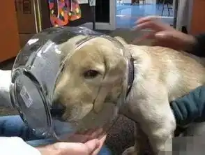 小兔崽子,这是你能看的地方吗
