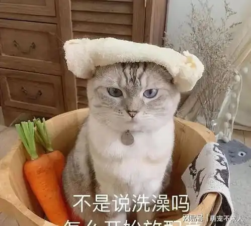 若一只猫把你当亲妈了,自然会有这10个举动,骗不了人
