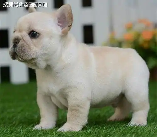 如果法斗犬爱掉毛,斗牛犬一年四季都掉毛吗
