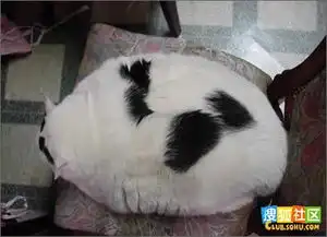 搞笑动物照片
