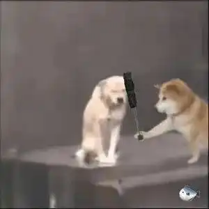 超可爱的小狗狗撑伞表情包