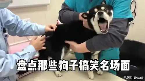 盘点那些狗子搞笑名场面,沙雕狗子迷惑行为大赏,看一遍笑一遍
