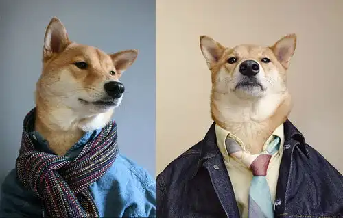狗狗的艺术人生,爆笑
