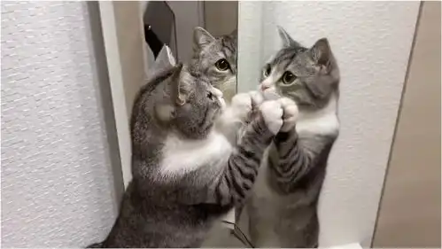 猫咪照镜子,搞笑的一幕发生了,差点笑出眼泪
