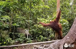母猩猩为保护宝宝竟敢与野猪对峙

