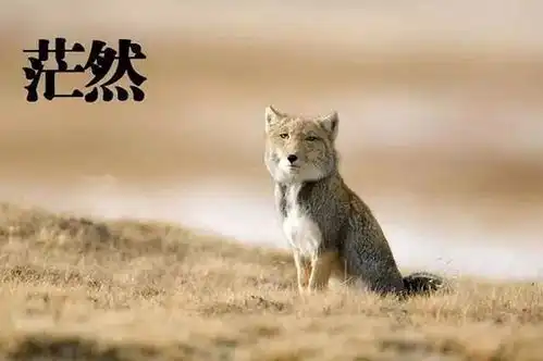 当代中国野生动物保护摄影第一人奚志农摄影展
