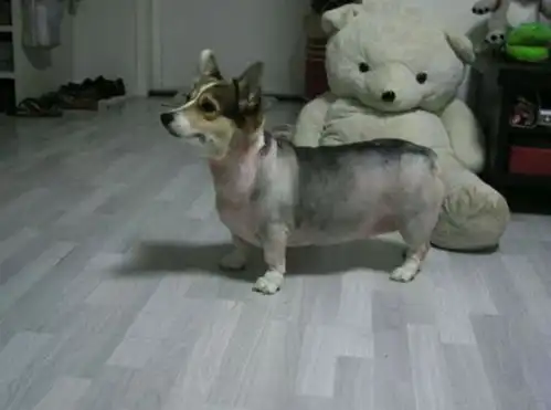 搞笑趣图狗狗被剃毛以后,不由得怀疑狗生了2
