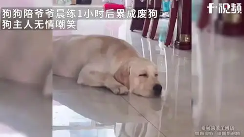 狗狗陪爷爷晨练1小时后累成废狗,狗主人无情嘲笑
