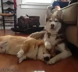 哈士奇搞笑图片法牛