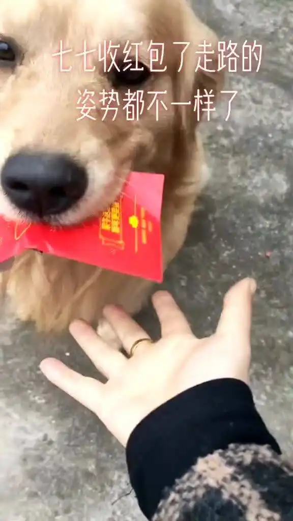 狗子收红包走路的姿势都不一样,妈妈帮忙收起来,等你娶老婆再给你
