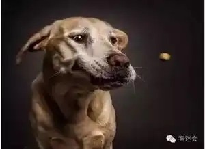 狗狗生理知识大全,普及版
