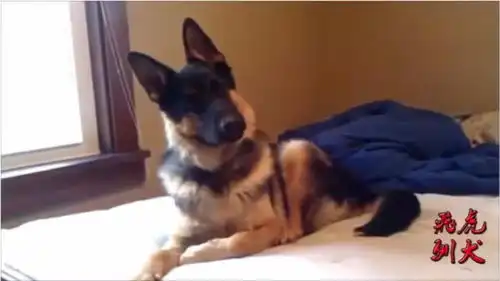 德国牧羊犬搞笑表情包,带给你一整天的乐趣

