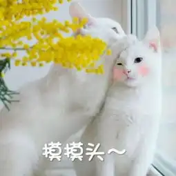 最新搞怪好玩的带字动物头像高清可爱萌萌哒小猫咪头像大全
