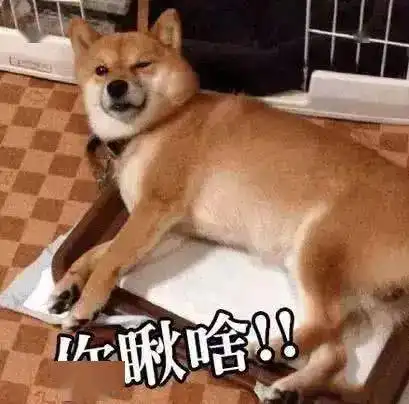 主人防止狗狗怀孕,用铁链拴7年,骨瘦如柴最后被好心人救下