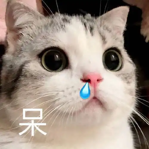 猫猫表情包合集你是猪头吗
