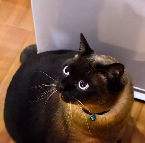 猫界最忠诚的猫,和最白眼狼的猫,有你家的吗