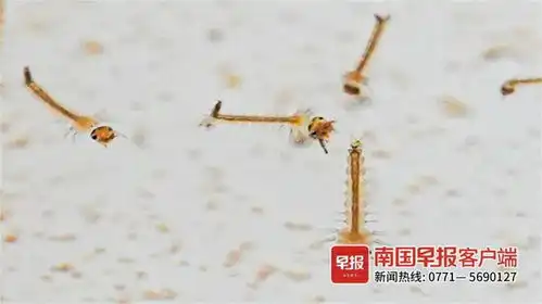 广西今年蚊子好像少了广西首页
