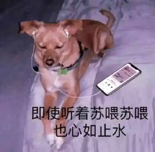 搞笑表情包图片试图让自己冷静
