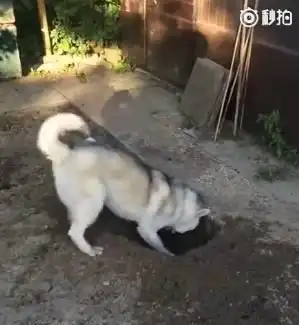 二哈发明解暑新招,回家后看到眼前这一幕快被气疯了
