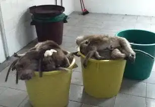 猴子集体惨遭屠杀连刚怀宝宝的母猴也难逃一劫
