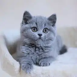 大脸蓝猫转让