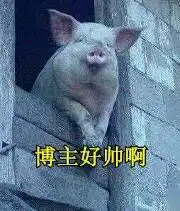 猪表情包搞笑图片动态
