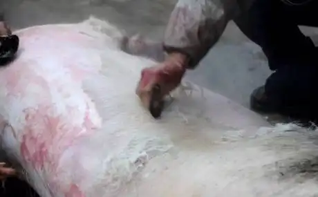 万源娃儿,你妈喊你回家帮忙杀猪了搞快些
