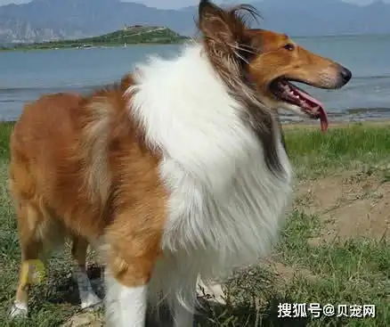 什么狗狗最聪明你家狗智商高吗
