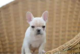 专业繁殖法国斗牛犬纯种包健康可来基地挑选
