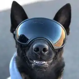 装扮成这样出任务的警犬,我还是头一次见
