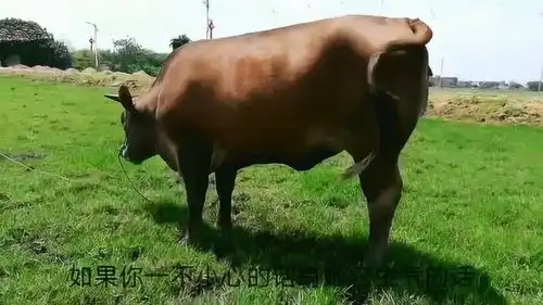 实拍田野间的大黄牛,把小伙吓到了,走进看一看
