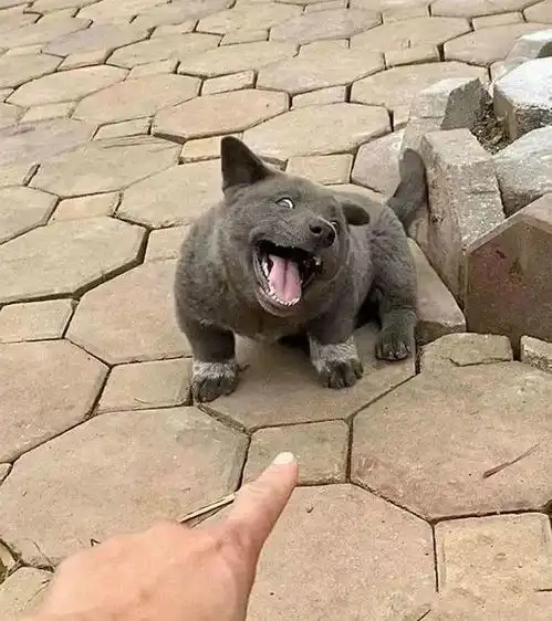 狗叫猫咪,猫咪叫鹦鹉,鹦鹉叫儿子,儿子叫于谦
