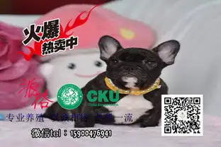 图繁殖场出售纯种法国英国斗牛犬批发零售均可包健康成都宠物狗

