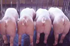爆笑图集讲述一头猪的奋斗故事
