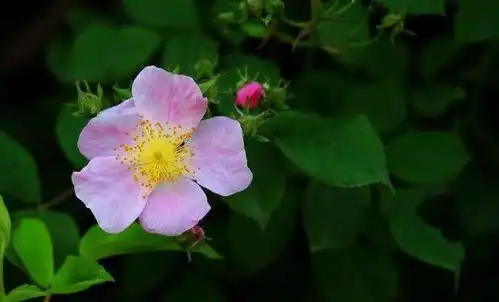 6月上旬开始事业迎来转机,桃花朵朵开,收获颇丰的四大属相
