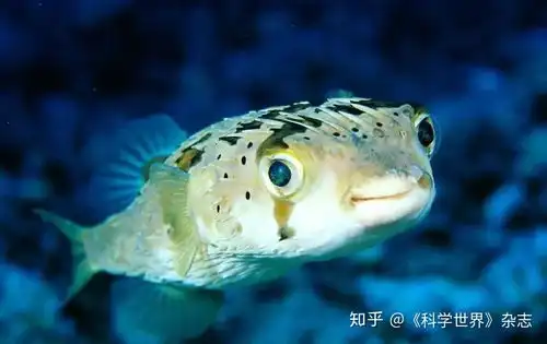 河鲀河豚是怎么充气膨胀的,哪里来的气
