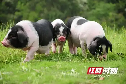 宁乡流沙河镇小花猪拱出致富路
