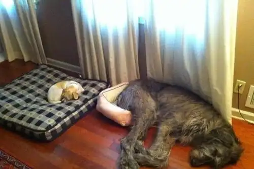 听说过爱尔兰猎狼犬吗这种狗狗的体型可能会超乎你的想象
